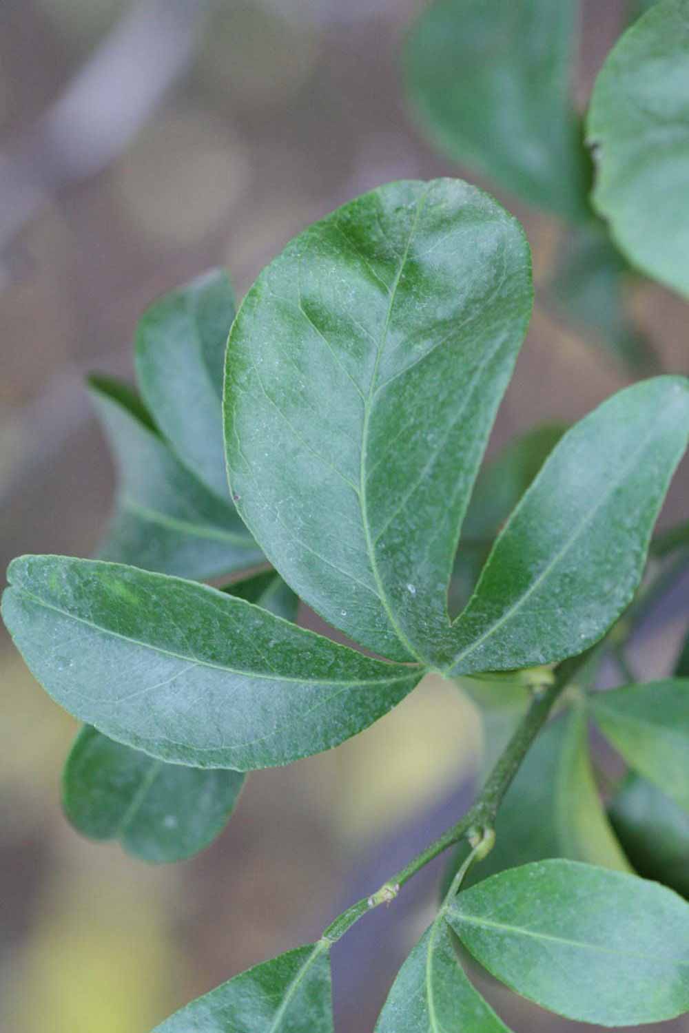            Trifoliolate leaf (Riverside, CA)   